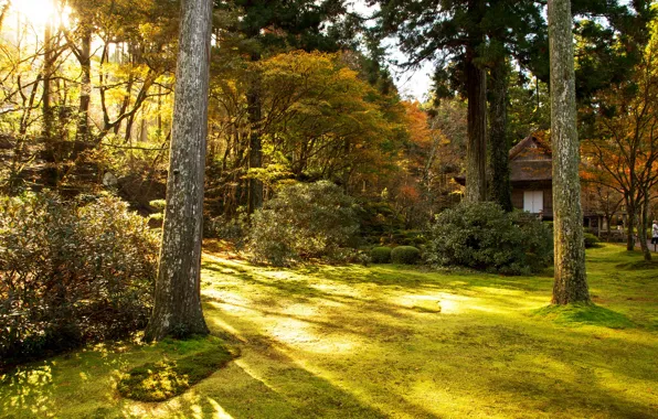 Picture autumn, grass, the sun, trees, Park, Japan, Kyoto, the bushes