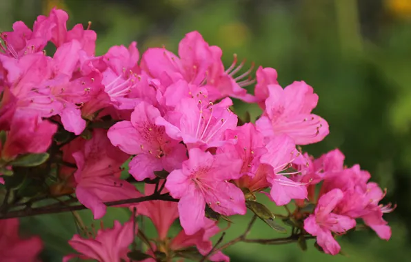 Picture Spring, Spring, Flowering, Pink flowers, Flowering