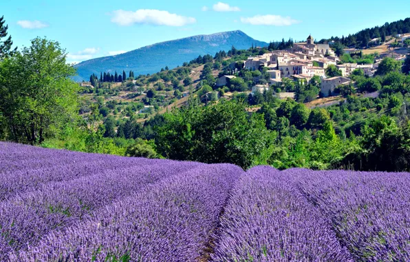 Picture field, forest, trees, mountains, France, home, slope, Sunny, lavender, Aurel