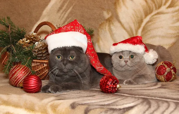 Picture cat, cats, toys, tree, new year, frost, Lord, new, Scottish, Scottish fold, Marquis