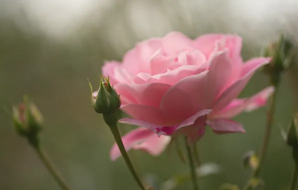 Picture flower, macro, pink, rose, Bud