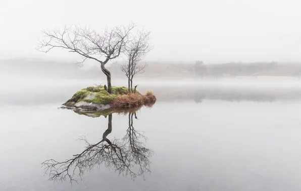 Picture trees, fog, lake