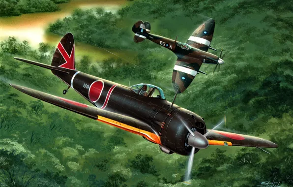 Picture Imperial, Hayabusa, Spitfire, Nakajima, WW2, Supermarine, Mk.VIII, Ki-43-III Ko, Japanese Army Air Force