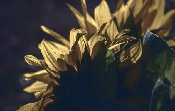 Picture macro, sunflowers, nature