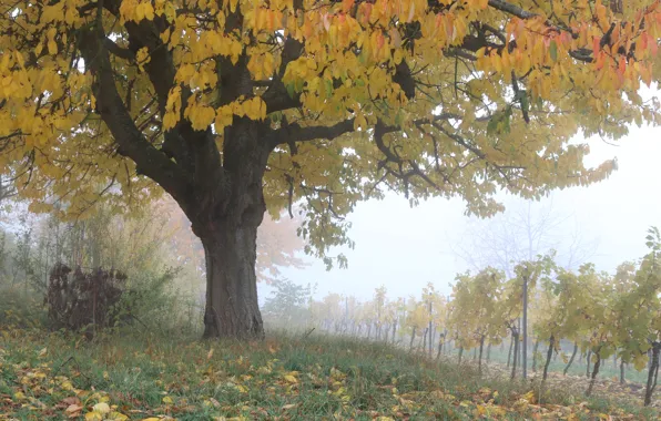 Picture Autumn, Trees, Fall, Foliage, Vineyard, Autumn, Colors, November, Trees, Leaves, November, Vineyard
