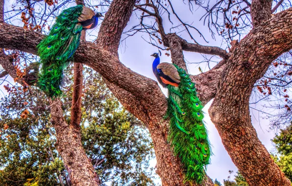 Picture trees, birds, bright, HDR, colorful, peacocks