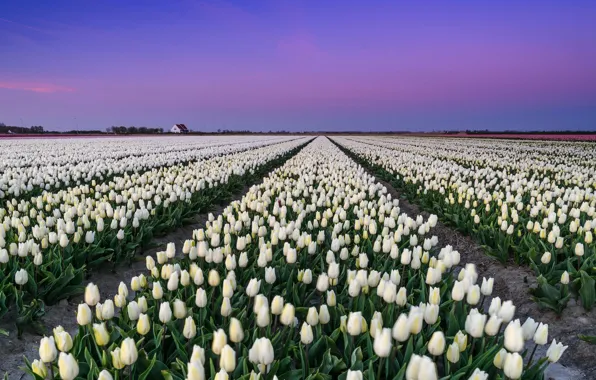 Picture tulips, Netherlands, plantation
