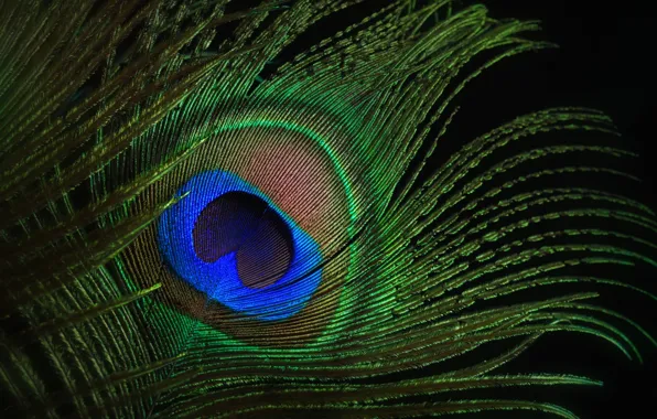 Picture macro, eyes, pen, peacock