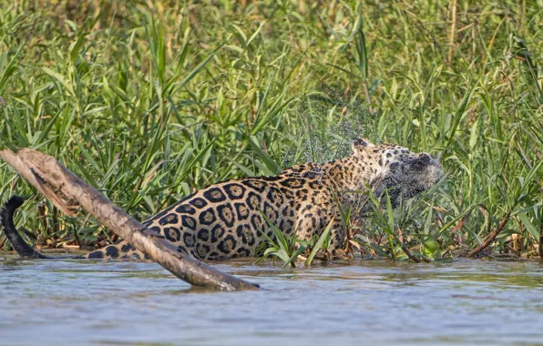Picture squirt, predator, Jaguar, wild cat, shakes