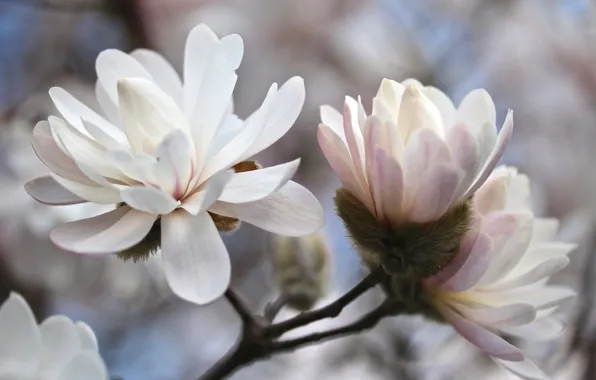 Picture tree, flowering, Magnolia