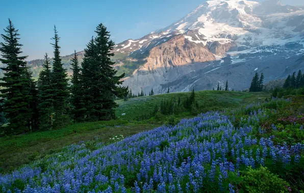 Picture forest, the sky, grass, the sun, trees, flowers, mountains, USA, Lupin, Mount Rainier National Park