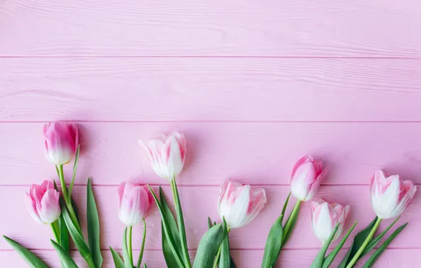 Picture flowers, tulips, pink, fresh, wood, pink, flowers, beautiful, tulips, spring, tender