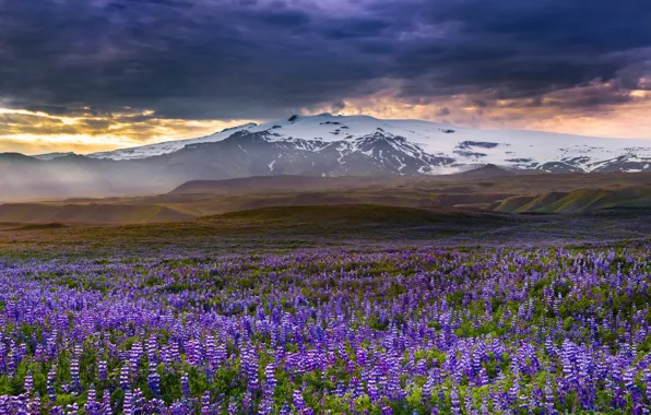 Picture flowers, mountains, meadow, Iceland, Iceland, lupins, Rangarvallasysla