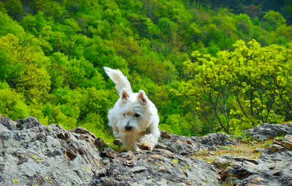 Picture Nature, Dog, Nature, Dog, The West highland white Terrier