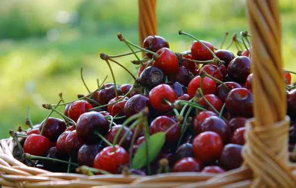 Picture summer, nature, cherry, green, berries, background, mood, basket, food, blur, garden, harvest, basket, a lot, …