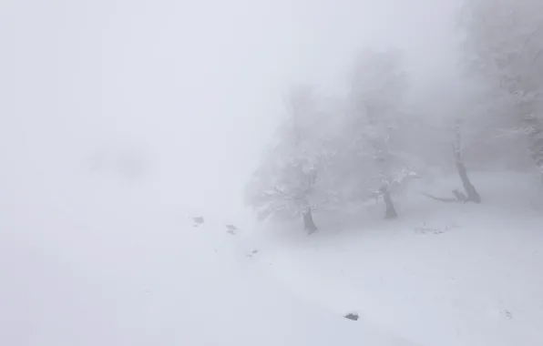 Picture snow, nature, fog