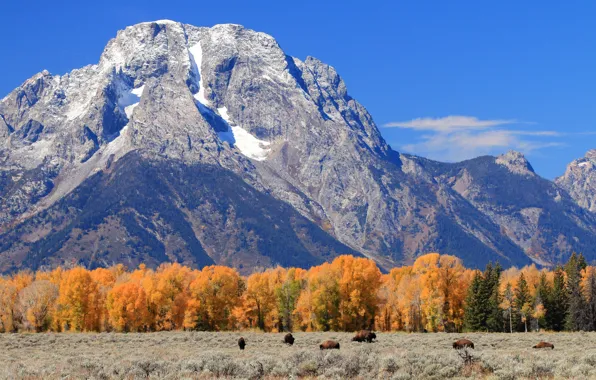 Picture autumn, trees, mountains, Wyoming, USA, Grand Teton, Grand Teton National Park, Buffalo
