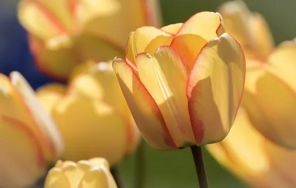 Picture macro, Bud, tulips, bokeh