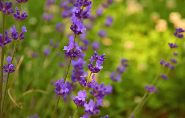 Picture Nature, Spring, Nature, Spring, Purple flowers, Purple flowers