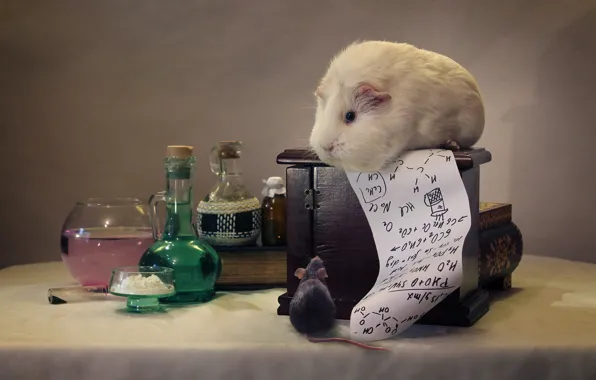 Picture mouse, Guinea pig, formula, chemistry
