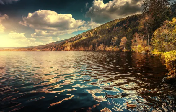Picture autumn, forest, clouds, lake, duck, Germany, Germany, Baden-Württemberg, Baden-Wurttemberg