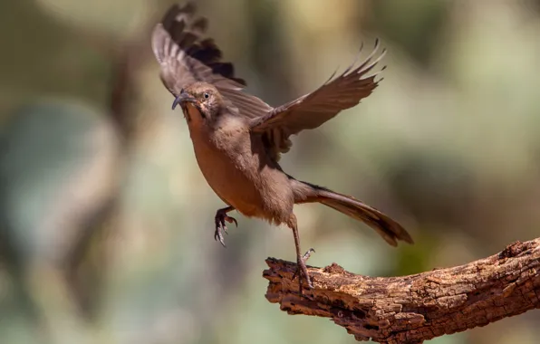 Picture bird, wings, branch, beak, tail, krasnogosky krivohlavy Mockingbird