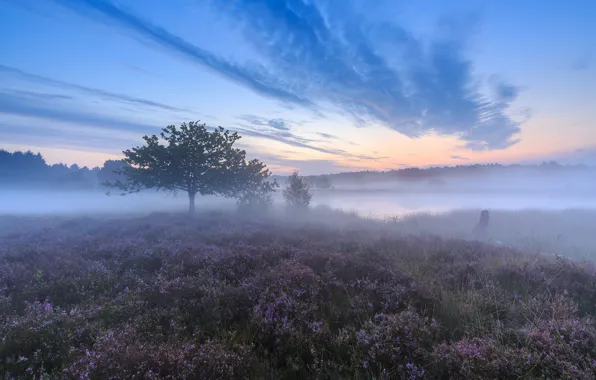 Picture fog, tree, morning, Netherlands, Netherlands, Heather, Limburg, Limburg, Gennep, Gennep