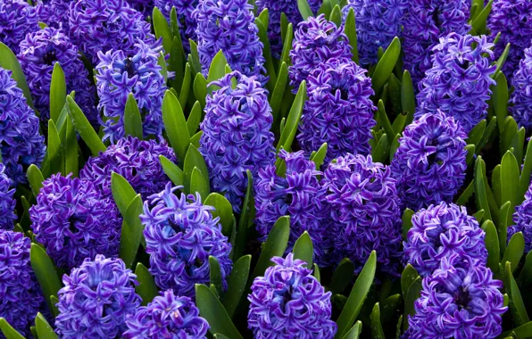 Picture flowers, blue, bright, spring, hyacinth