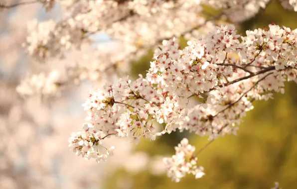 Picture Nature, spring, flowering