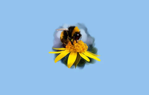 Picture flower, bee, petals