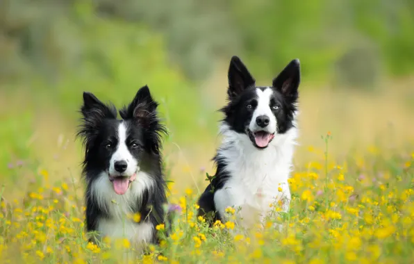 Picture dogs, flowers, meadow, pair, two dogs, The border collie