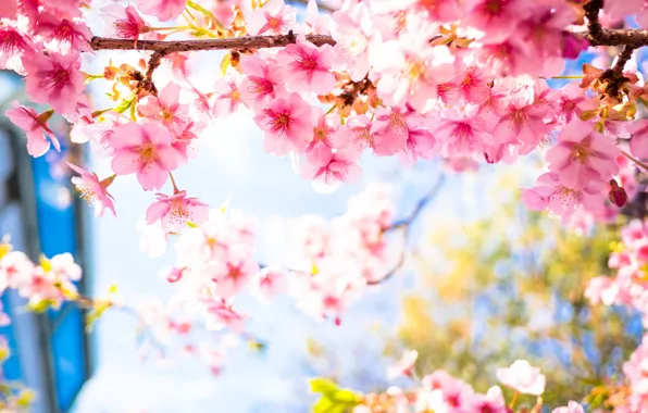 Picture petals, Sakura, flowering