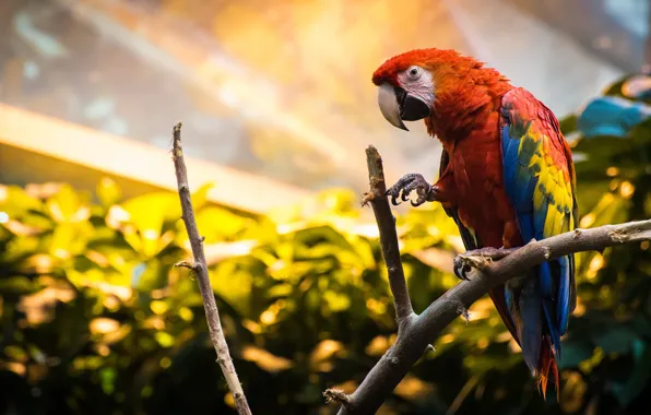 Picture bird, branch, parrot, Red macaw