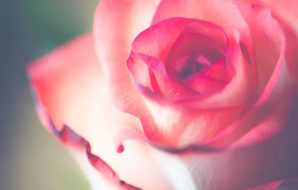 Picture macro, tenderness, rose, petals, Bud