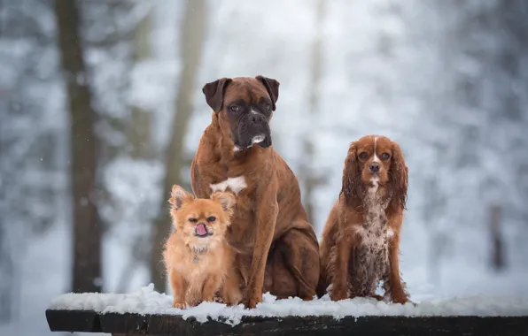 Picture dogs, snow, portrait, trio, friends, Chihuahua, Trinity, Boxer, Cocker Spaniel