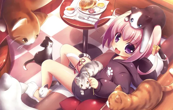 Picture Cats, Girl, Anime, Food, Cats, Table