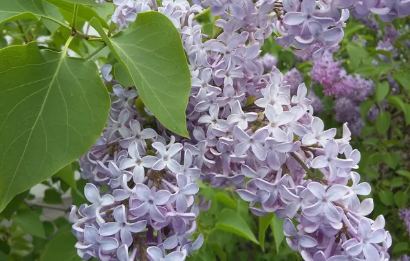 Picture greens, leaves, flowers, spring, may, lilac