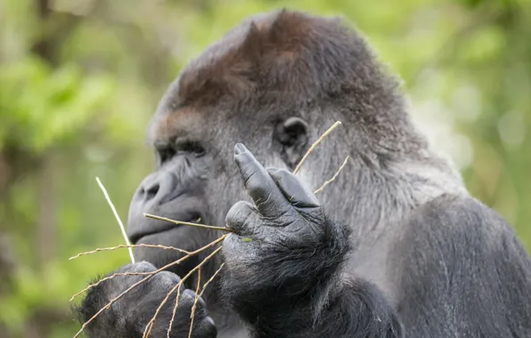 Picture sign, monkey, gorilla, gesture