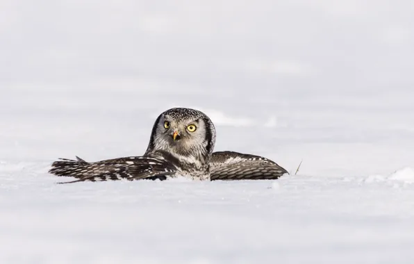 Picture winter, snow, bird, wings, hawk owl