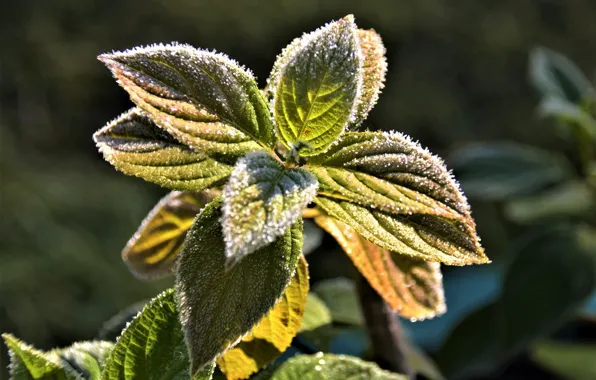 Picture cold, frost, autumn, flower, flowers, nature, plant, beauty, flowering, September, cottage, freezing, frost