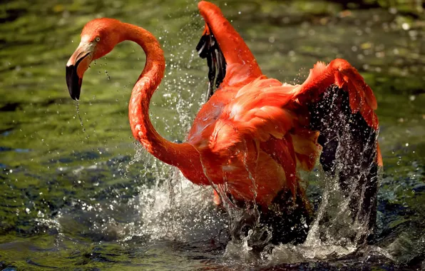 Picture water, squirt, bird, Flamingo