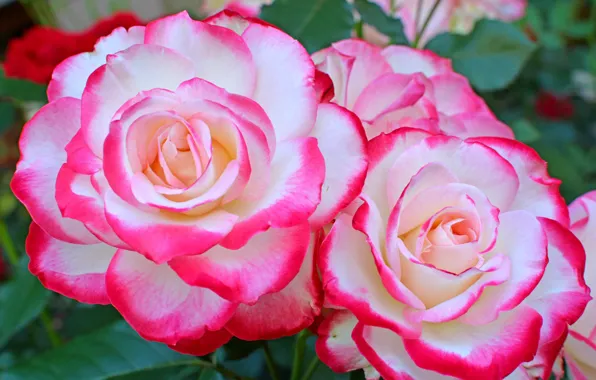 Picture macro, roses, petals, Duo