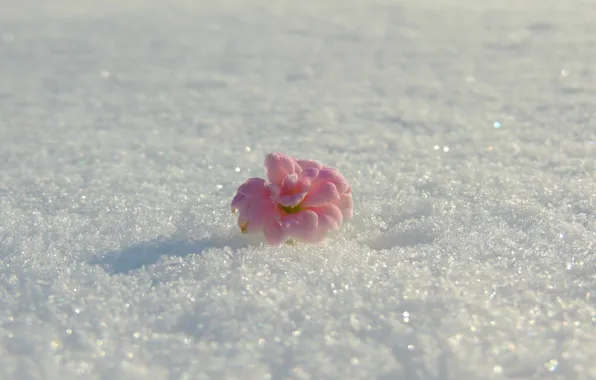 Picture winter, flower, snow