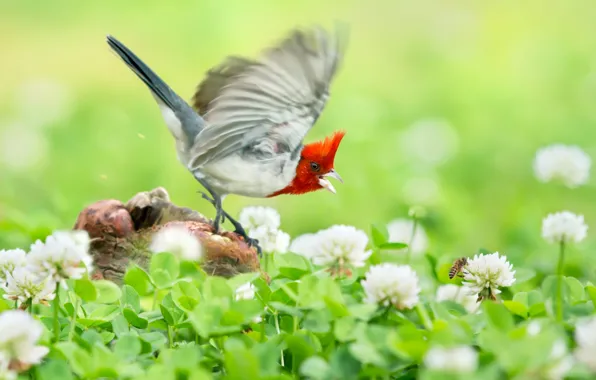 Picture flight, flowers, bird, socket, clover, Krasnogora cardinaleway oatmeal