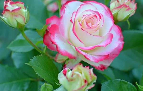 Picture summer, rose, Bud, flowering, pink and white