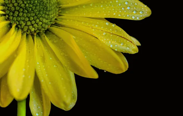 Picture Macro, Drops, Drops, Yellow flower, Yellow flower