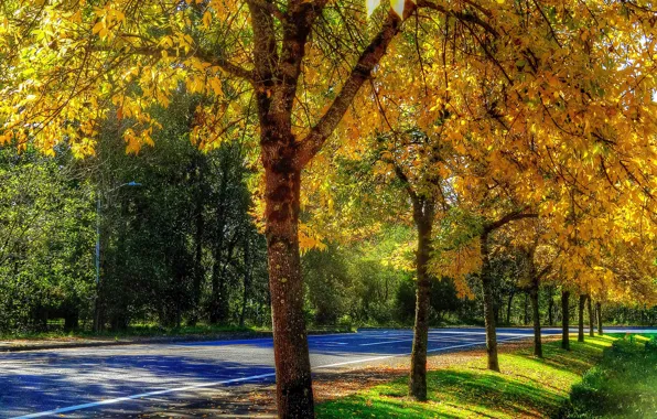 Picture road, autumn, leaves, trees, HDR, shadow, trees, autumn, roads