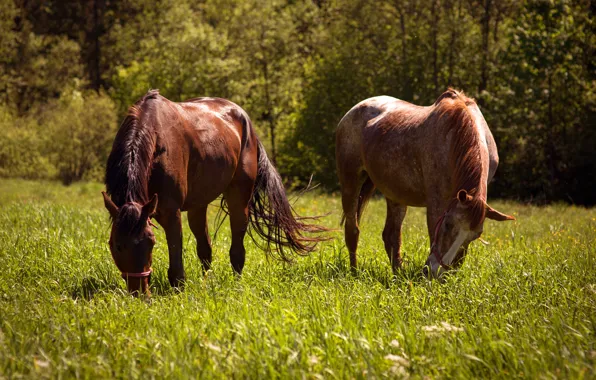 Picture grass, nature, two, horses, horse, meadow, pair, he has Bay, grazing, two knights