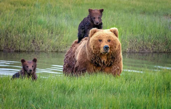 Picture grass, bears, Alaska, cubs, bear