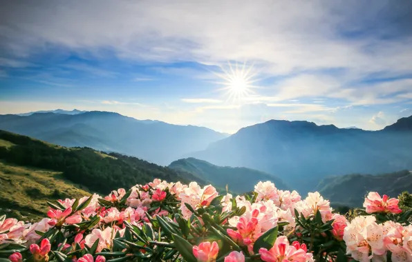 Picture the sun, flowers, mountains, Azalea